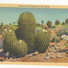 AZ Barrel Cactus Desert Flower Vintage Postcard Linen Arizona