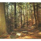 Cook Forest State Park HWY 36 Pennsylvania Vintage Postcard