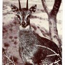 Klipspringer Antelope American Museum of Natural History Postcard Klipspringer Antelope American Museum of Natural History Postcard