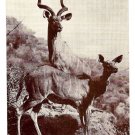 Koodoo Antelope Kudu American Museum of Natural History Postcard Koodoo Antelope Kudu American Museum of Natural History Postcard