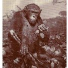 African Chimpanzee American Museum of Natural History Postcard