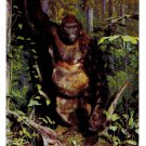 Lowland Gorilla Exhibit Philadelphia Academy of Natural Sciences Postcard Lowland Gorilla Exhibit Philadelphia Academy of Natural Sciences Postcard