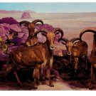 Barbaray Sheep Aoudad Philadelphia Academy of Natural Sciences Postcard