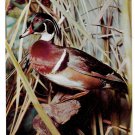 Wood Duck Philadelphia Academy of Natural Sciences Bird Postcard Wood Duck Philadelphia Academy of Natural Sciences Bird Postcard