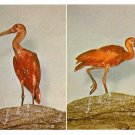 Philadelphia Zoological Gardens Scarlet Ibises Birds Zoo Postcard