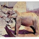 Philadelphia Zoological Gardens Elephant Zoo Postcard Philadelphia Zoological Gardens Elephant Zoo Postcard