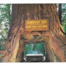 CA Chandelier Drive Thru Tree Park Redwood Vintage Postcard