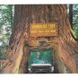 CA Chandelier Drive Thru Tree Park Redwood Vintage Postcard