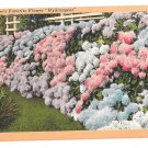 Hydrangeas in Full Bloom Vintage Linen Postcard Flowers Hydrangeas in Full Bloom Vintage Linen Postcard Flowers