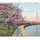 Washington DC Cherry Blossooms Potomac Park Riverside Drive Vintage Postcard Washington DC Cherry Blossooms Potomac Park Riverside Drive Vintage Postcard