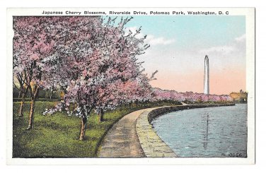 Washington DC Cherry Blossooms Potomac Park Riverside Drive Vintage Postcard