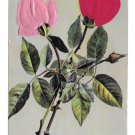 Greetings Two Applied Silk Roses Vintage Novelty Postcard