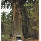 CA Redwood Chandelier Drive Thru Tree Leggett Rte 1 Vintage Postcard CA Redwood Chandelier Drive Thru Tree Leggett Rte 1 Vintage Postcard