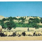 Afghanistan Shepherd Kabul Village Sheep Vintage Postcard