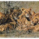 Young Lions Luanga Valley National Park Zambia Africa Big Cats Postcard