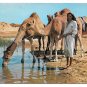 Tunisia Ile De Djerba Oasis Camels Vintage Ismail 4X6 Postcard