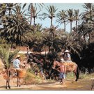 Tunisia GabesTunisia Gabes Les Oasis Mule Donkey Palms Africa Sc 352 356 Vtg Postcard 4X6d 4X6
