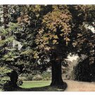UK Oxford New College in the Garden Vintage Valentine Series Postcard