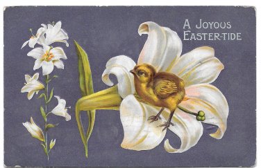 Easter Chick in a Lily 1910 Embossed Postcard