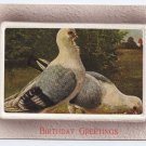 Vintage Embossed Birthday Postcard Pigeons Doves Pidgeons ca 1910