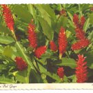 Hawaiian Red Ginger Flower 1969 Continental Postcard 4X6