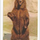 Alaskan Brown Bear Los Angeles Zoo Vintage Postcard