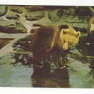 Washington DC National Zoo Brown Bear Vtg Postcard Ursus Arctos