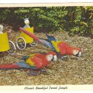 Parrot Jungle Miami FL Bumper and Jasper performing Macaws 1961 Curteich Postcard