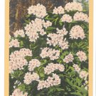 Rhododendron WA Washington State Flower Vtg Linen Postcard