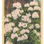 Rhododendron WA Washington State Flower Vtg Linen Postcard