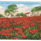 Largest Poinsettia Flower Field in the World San Diego CA Kropp Linen Postcard