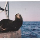 Seatlle WA Tillicum Village Blake Island State Marine Park Sea Lion Vntg Postcard 4X6