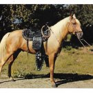 Prize Palomino Saddled Horse Vintage Baxtone Amarillo Texas Postcard