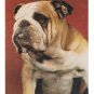 Dogs Cocker Spaniels Bulldog Boston Terrier 3 Mike Roberts Postcards