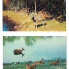 Greetings from Cambridge MN Deer Family Doe Fawns Stag Buck by Lake 2 Postcards
