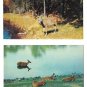 Greetings from Cambridge MN Deer Family Doe Fawns Stag Buck by Lake 2 Postcards