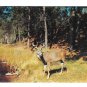 Greetings from Cambridge MN Deer Family Doe Fawns Stag Buck by Lake 2 Postcards