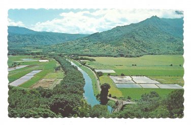 Hawaii Hanalei Valley Taro Fields Island of Kauai Vintage Postcard