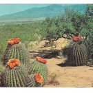 AZ NM Flowering Barrel Cactus in the Desert Southwest US Vintage Petley Postcard