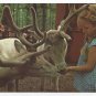 Great Adventure Jackson NJ Amusement Park Tame Reindeer Vntg 1974 Postcard 4x6