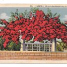 Arbor of Crimson Bougainvillea Florida Flowers Vintage Linen Postcard