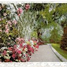 Charleston SC The Slope Walk Magnolia on the Ashley Vintage 1901 Postcard Charleston SC The Slope Walk Magnolia on the Ashley Vintage 1901 Postcard