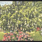Miami FL Mango Tree Tichnor Linen Postcard 1940 Air Mail Saves Time Slogan Cancel Prop Plane