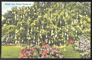 Miami FL Mango Tree Tichnor Linen Postcard 1940 Air Mail Saves Time Slogan Cancel Prop Plane