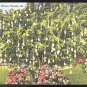 Miami FL Mango Tree Tichnor Linen Postcard 1940 Air Mail Saves Time Slogan Cancel Prop Plane