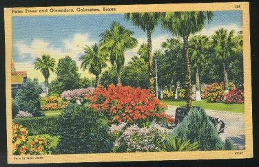 US Palm Trees and Oleanders Galveston Texas  Tichnor 1946 Linen Postcard