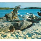 Maine Coast Sea Gulls Winged Beach Combers Vintage Postcard Photo W P Moore