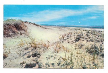 Massachusetts Sand Dunes Sandwich Beach Cape Cod MA Vintage Postcard