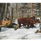 Gathering Sap for Vermont Maple Syrup Vintage Mike Roberts Postcard M Derick Photo