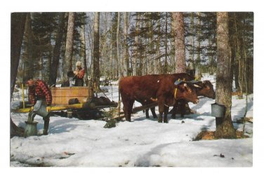Gathering Sap for Vermont Maple Syrup Vintage Mike Roberts Postcard M Derick Photo